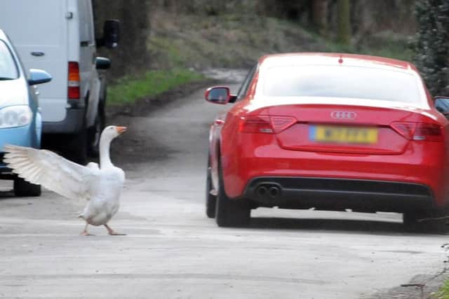 The 'evil goose' on Boiley Lane meets it's match in the shape of a Audi TT.