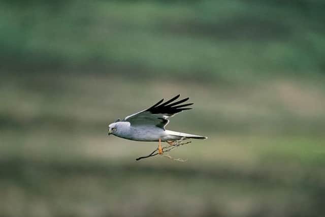 Hen harrier Circus cyaneus, adult male perched in flight with twig, Loch Gruinart RSPB reserve, Islay, Scotland. June