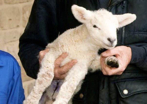 A five-legged lamb has been born in Derbyshire (Photo: SWNS).