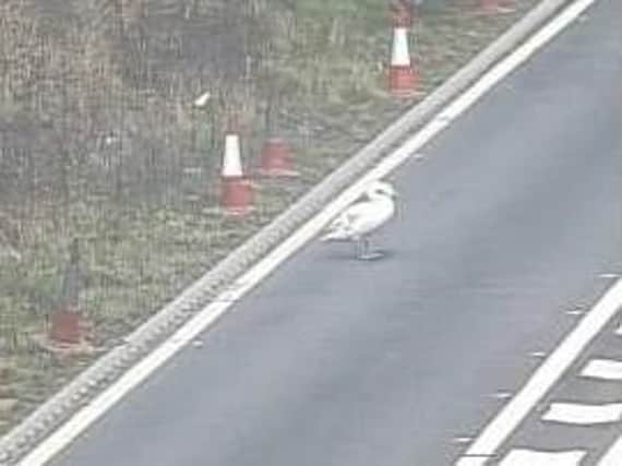 A swan has been sighted on the M1 slip road near junction 28.
