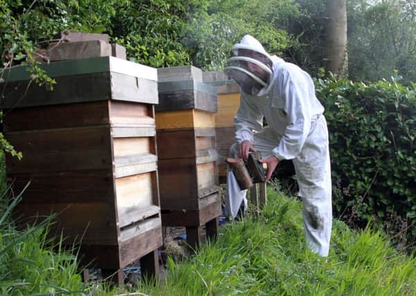 Patrick Wayne in the wildlife garden tending to three of his hives.
