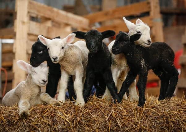 A one-in-a-million litter of three black and three white lambs, born in Derbyshire
