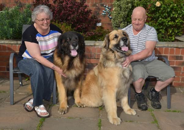 Shelagh Shaw pictured with Scooby who raised the alarm when Shelagh was taken ill during the night. Also pictured is Shelagh's husband Ian with Jake