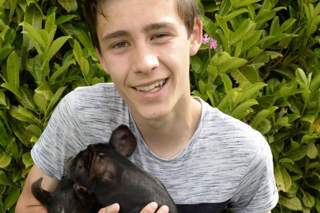 Schoolboy Lewis Priest, 14, is looking after four orphaned Berkshire Pigs at Mill Farm after their mother died

Picture: Sarah Washbourn / www.yellowbellyphotos.com