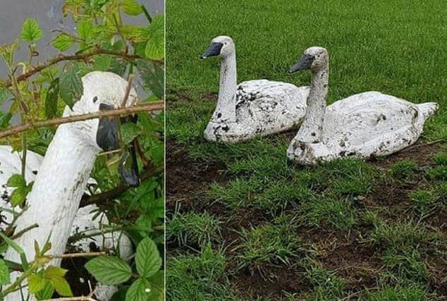 Police hunted for a murdered swan after reports came in of an animal in distress only to find it was a plastic ornament