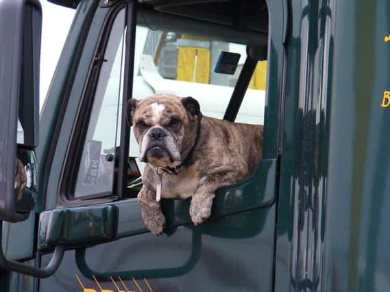 Know the law when travelling with a dog in your vehicle