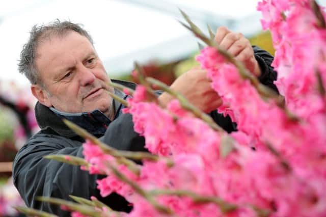 Finishing touches are made to the Gladiolus Bartok, by Rob Evans from Pheasant Acre Plants, in one of the three floral tents before opening to the public.