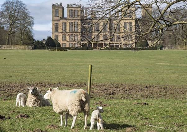 Spring Lambs at Hardwick Hall (Photo: John Scholey)