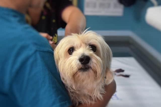A PDSA survey has found thousands of animals in the East Midlands don't get the vaccinations they need.