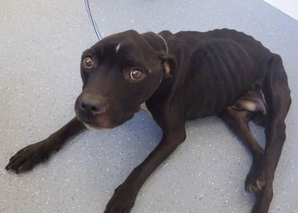 Shaun Musson, 25, of Chaucer Road, Newbold, Chesterfield, was given 12 weeks of custody suspended for 12 months after he neglected his Staffordshire Bull Terrier Maxie, pictured.