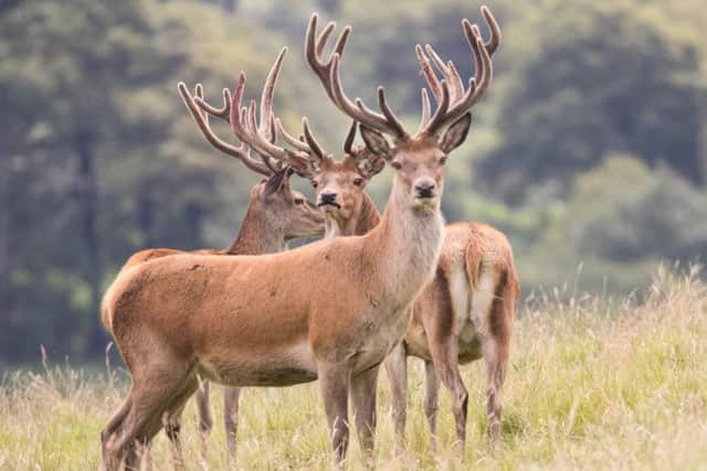 Red Deer stags in Chatsworth Park