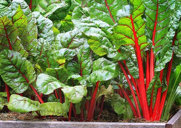 Chard is a popular choice for winter growers