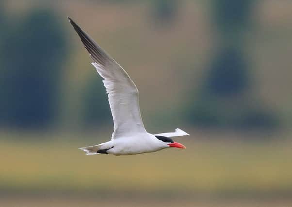 A Caspian tern seen at Carr Vale in 2016 (photo: Glyn Sellors).