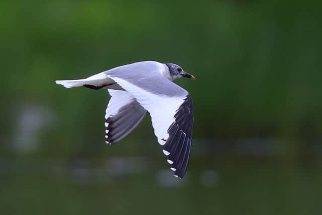 A sabine's gull seen at Carr Vale in 2016 (photo: Glyn Sellors).