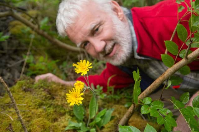 Rhodri Thomas examines the leek-coloured hawkweed (Hieracium subprasinifolium), one of only 62 plants known in the world and was found in Derbyshire