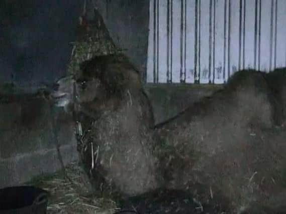 This picture, taken by Animal Defenders International, shows one of the camels used by Peter Jolly's Circus.
