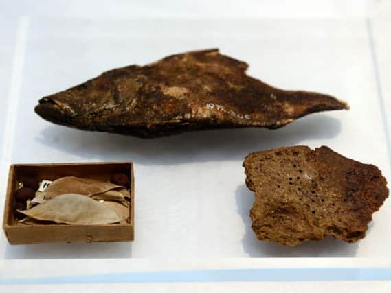World's oldest fish supper - a Nile perch fish, mushy peas and bread dated at 3,500 years old. Photos: Scott Merrylees.