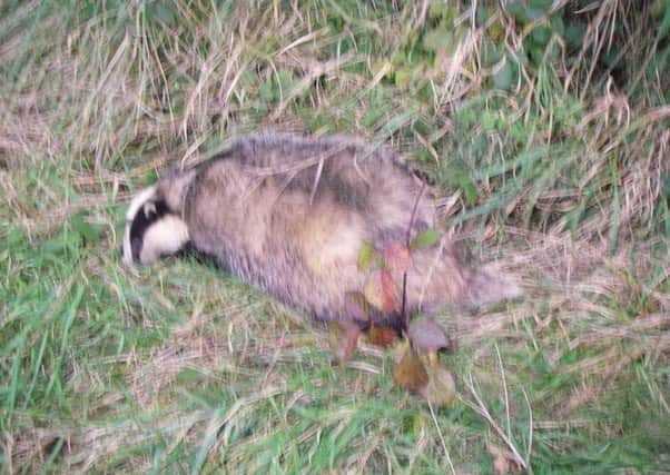 The badger found shot Credit: RSPCA and Derbyshire Constabulary Wildlife Officer