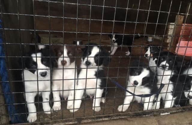 Three dog and four bitch border collie  puppies have been stolen from kennels in Derbyshire