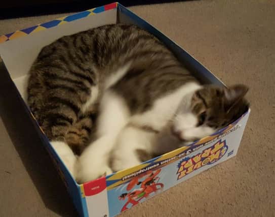 Sleepy feline Comet, of Hucknall, doesn't seem to get the irony of curling up in the box for the board game Mouse Trap.