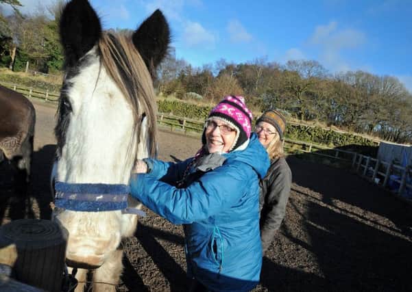 Marguerite Willmot gives Bob the horse a brush down during one of the Connection Space sessions at Matlock Farm Park.