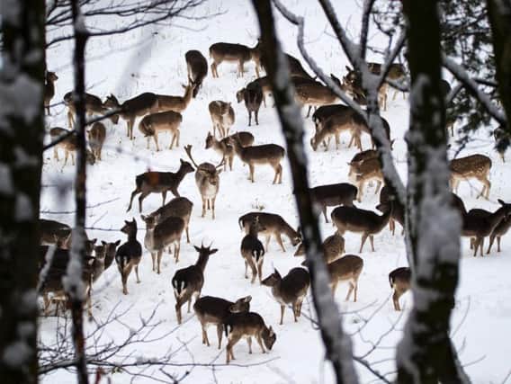 A herd of deer at the Chestnut Wildlife Centre, near Chapel-en-le-Frith. Photo by Rod Kirkpatrick/F Stop Press.