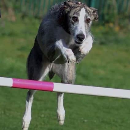 Before his illness, Arrow was a regular competitor in agility competitions.