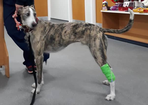 Lurcher Master Arrow is recovering from treatment by Vets Now in Alfreton after eating a bag of sultanas which made him seriously ill.