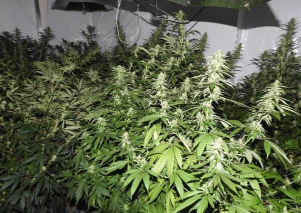 More than 240 cannabis plants were discovered at a property in Clay Cross last week.