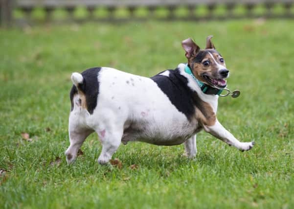 Alfie the overweight Jack Russell for the PDSA Pet Fit Club at the Bow, East London, surgery.

Picture by Ben Stevens
Monday 29th of January 2018