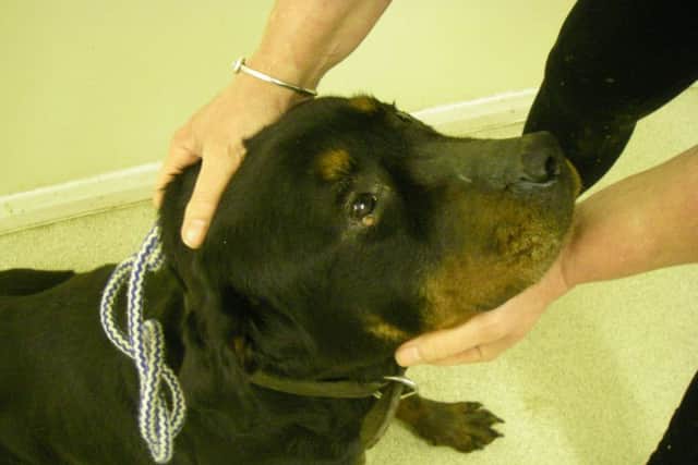 The rottweiler - named Modlan - is now in the care of the RSPCA after being found suffering at Brookhill Farm in Pinxton.