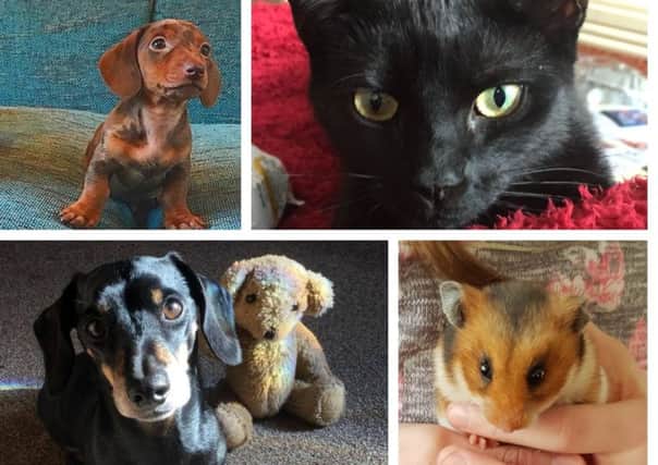 Meet our pet of the year nominees