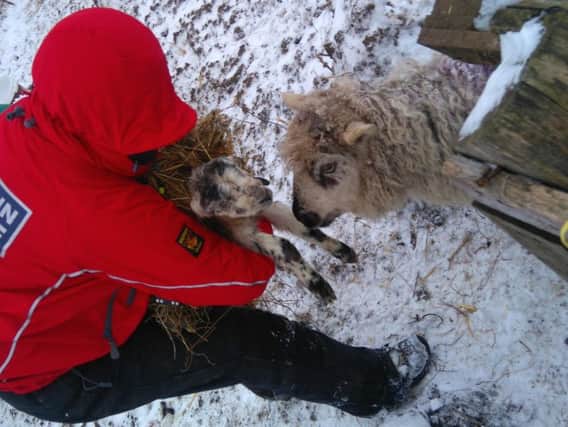 Buxton Mountain Rescue Team member Carina Humberstone attending to a new-born lamb in the latest spell of winter weather.