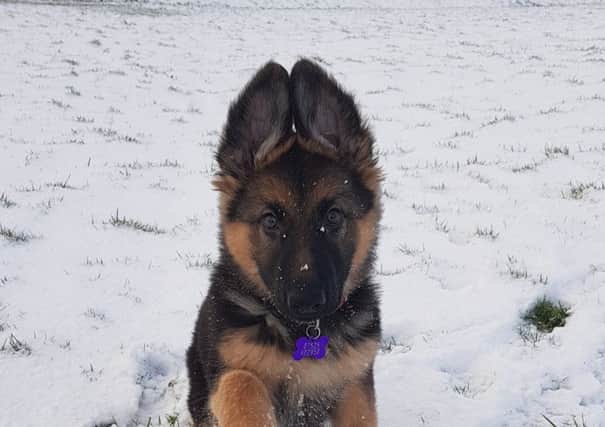 Marine, 4 months, enjoying the snow in Dove Holes