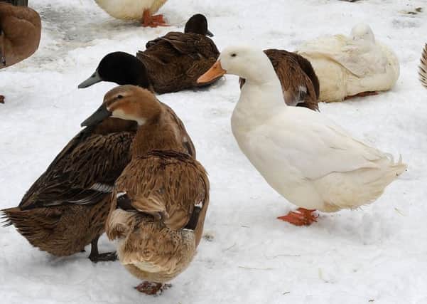 Derbyshire's most beloved birds - ducks!