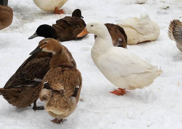 Derbyshire's beloved ducks.