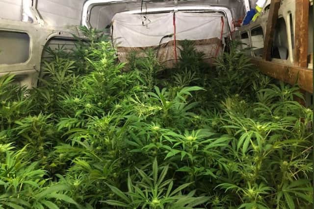 The back of the van was full of cannabis plants