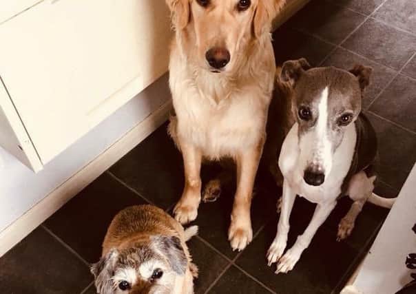 Rosie, Archie and Lady - sent in by Anne Bywood