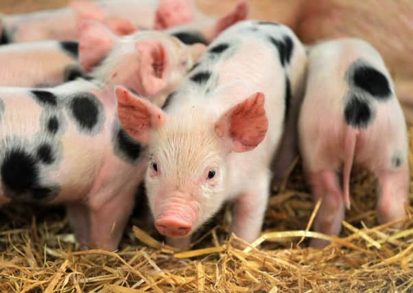 Pictured are piglets.