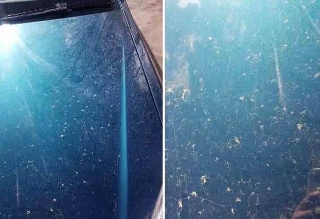 Yellow dust on cars - Credit; Paige Parkin