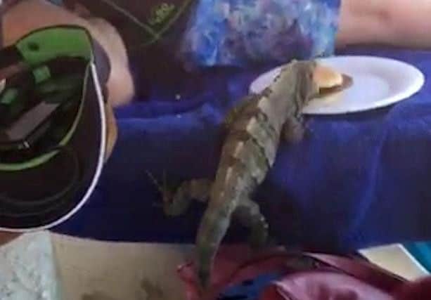 Max Mannion was relaxing on a sun lounger when the animal jumped up and took his lunch