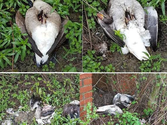 The dumped geese. Picture by Derbyshire Constabulary Wildlife Officer on Facebook.