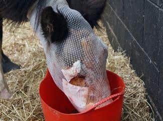 Pictures from Rainbow Equine Hospital's Facebook page.