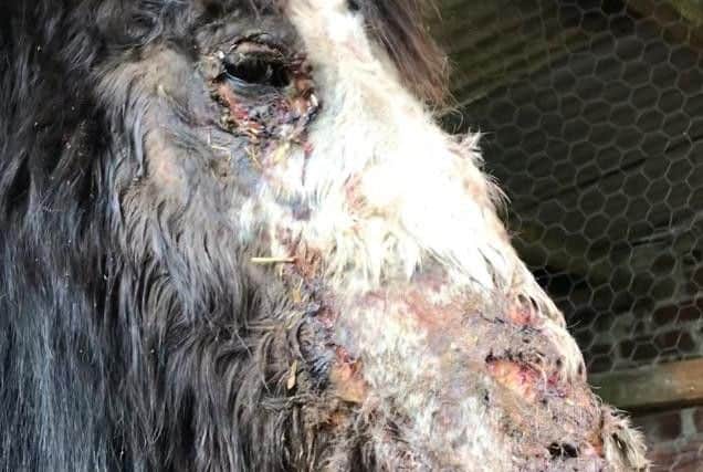 The chemical attack left the horse with severe facial injuries.
