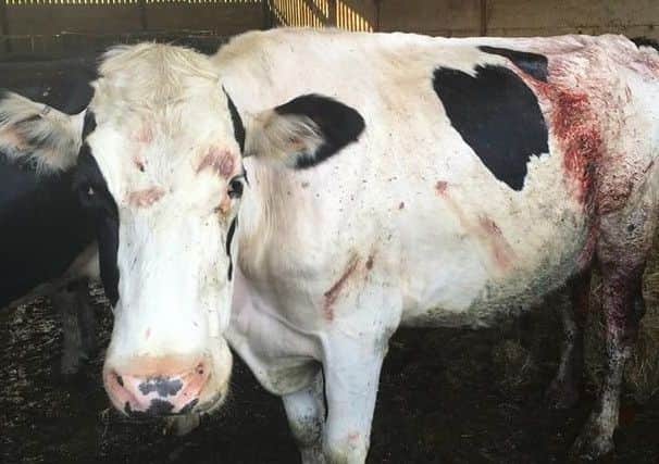 A pregnant cow suffered horrific injuries after it was allegedly attacked by a dog at a Derbyshire farm.  PHOTO: Derby Telegraph