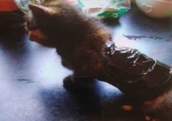 The small kitten had its feet tied with cable ties and body bound with masking tape. Picture from Derbyshire Constabulary Wildlife Officer on Facebook.